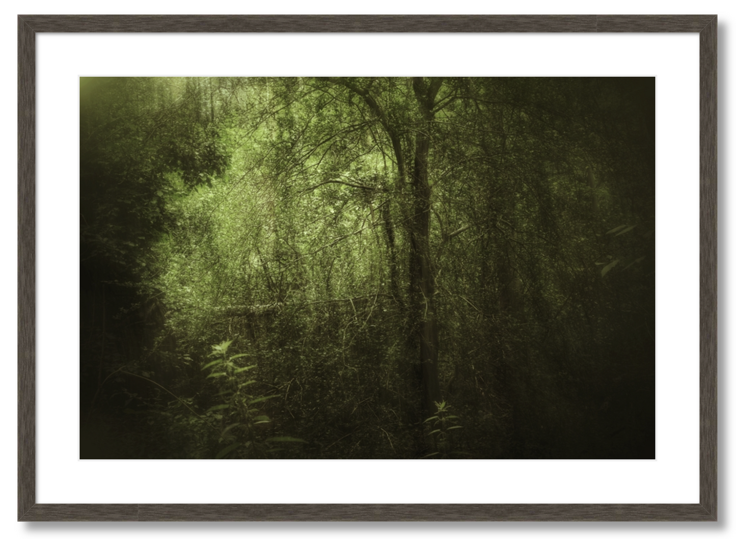 Dark Forest