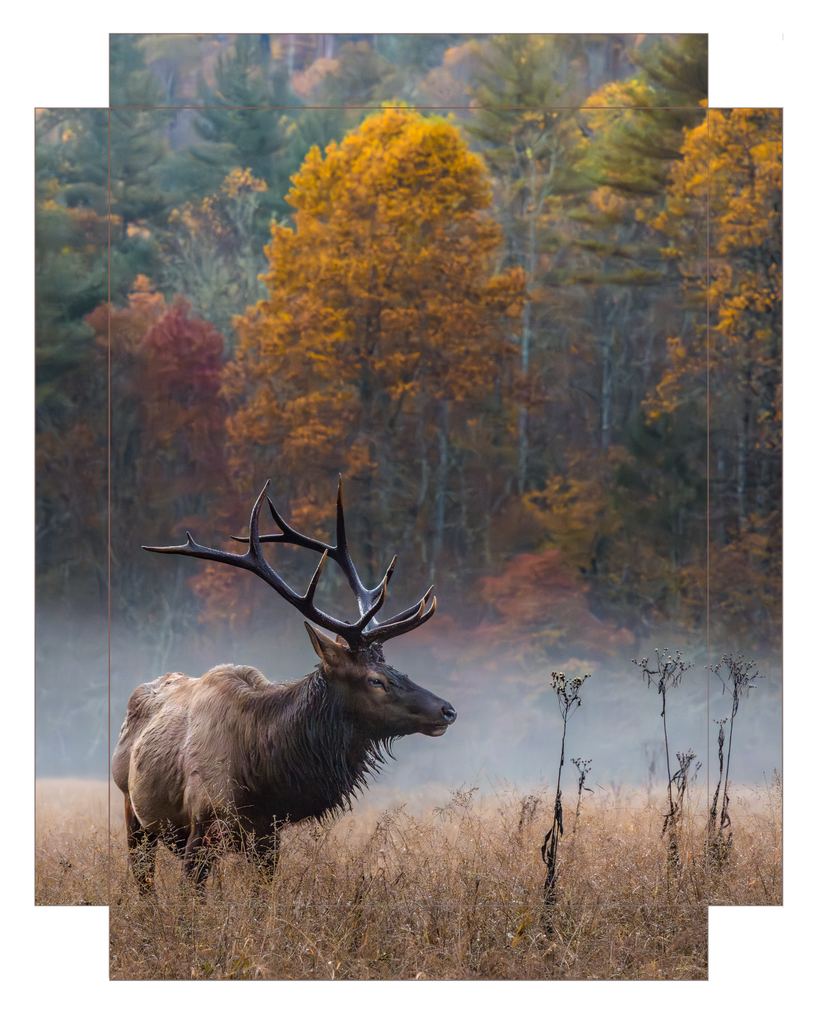 Elk in the Valley