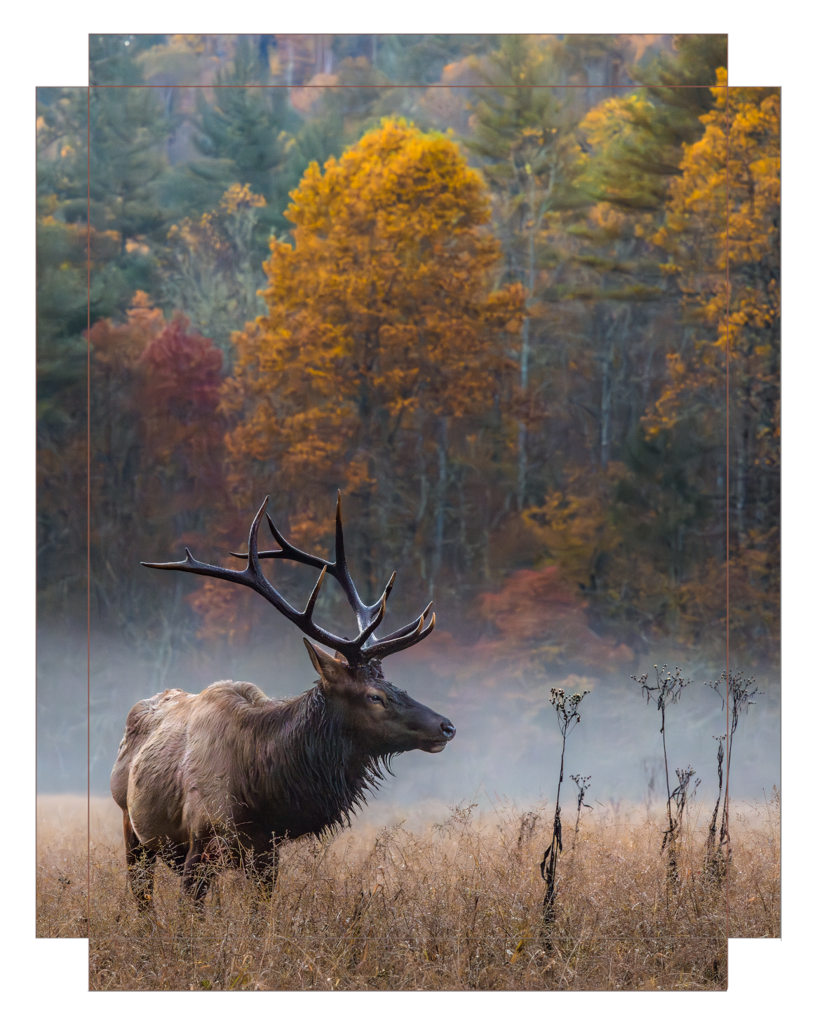 Elk in the Valley