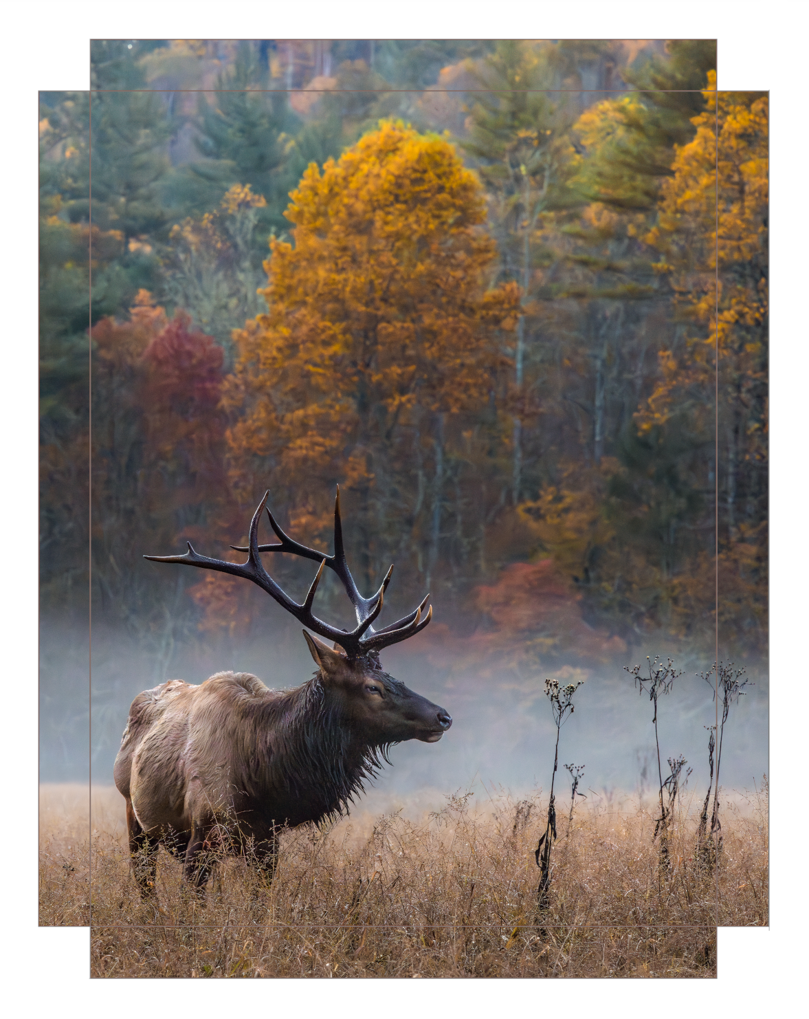 Elk in the Valley