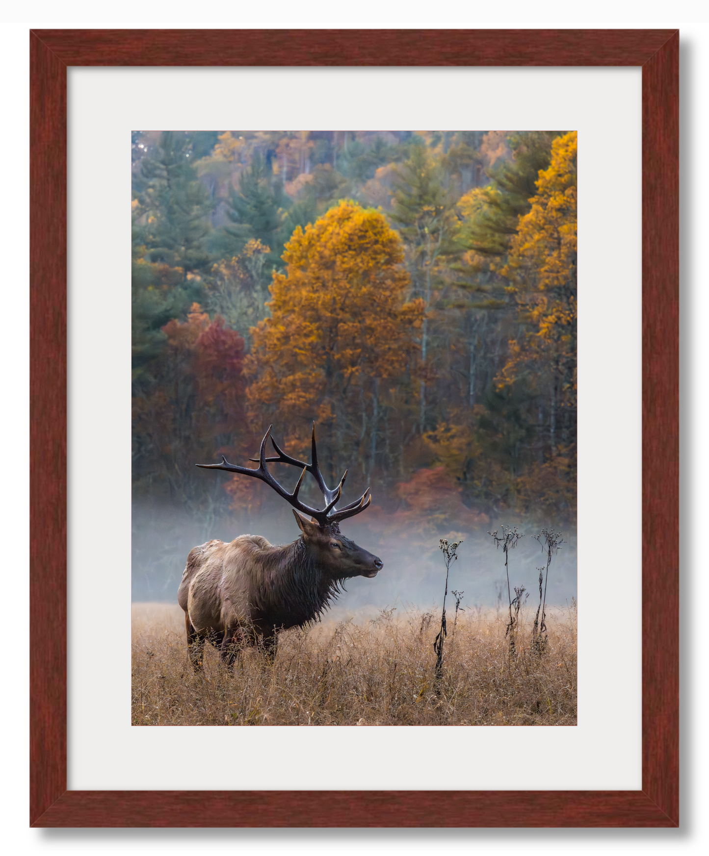 Elk in the Valley