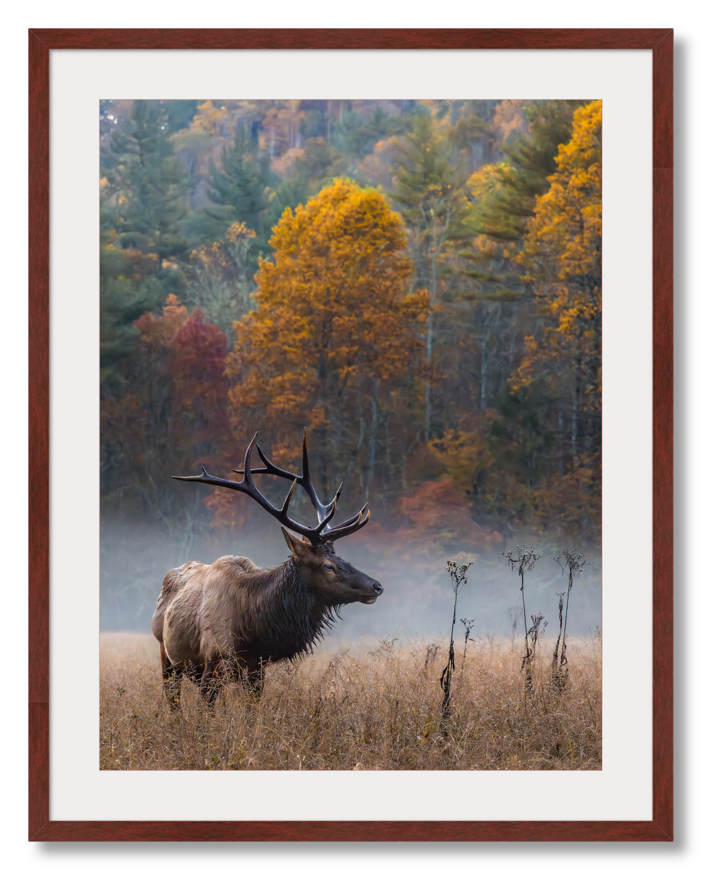 Elk in the Valley