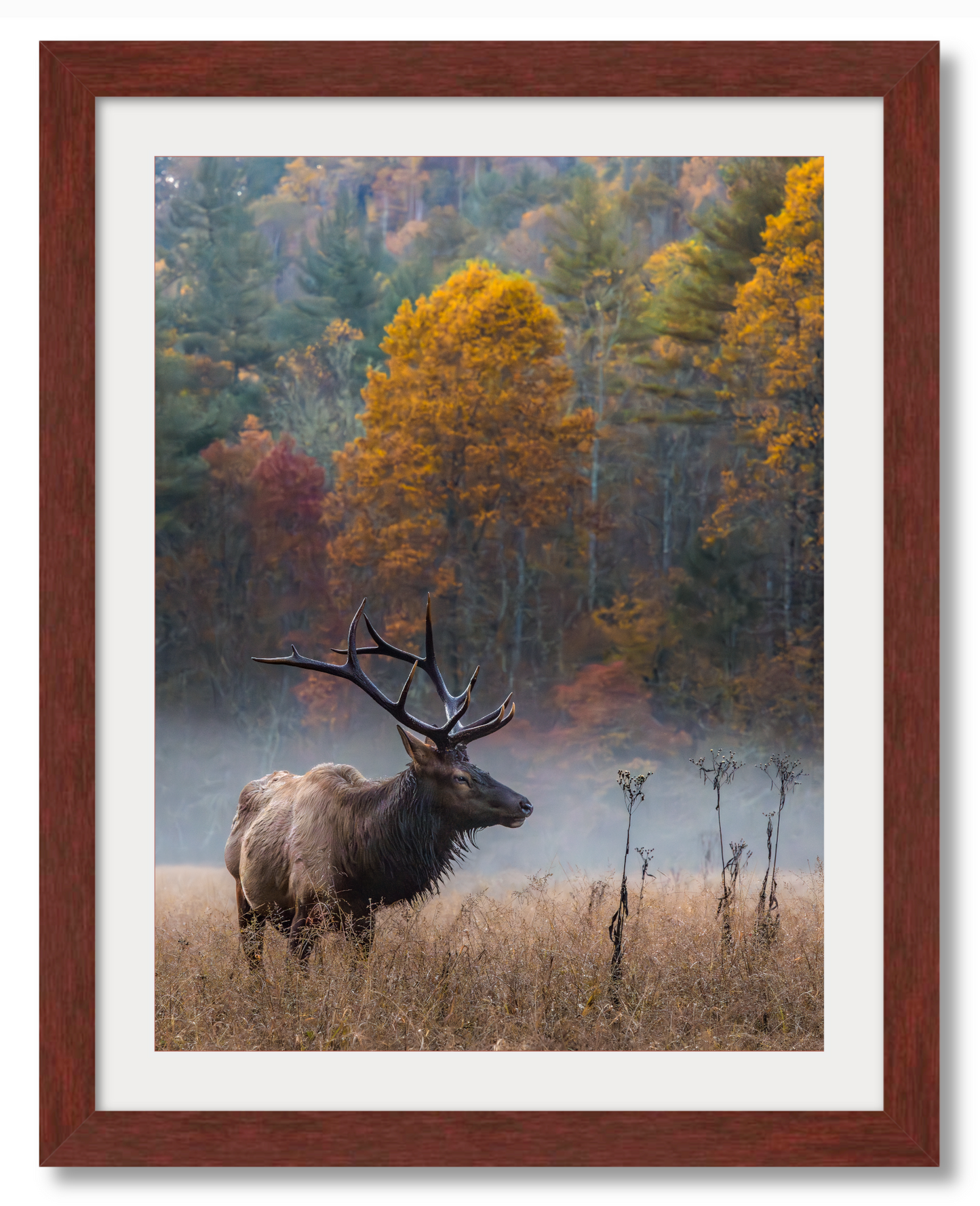 Elk in the Valley