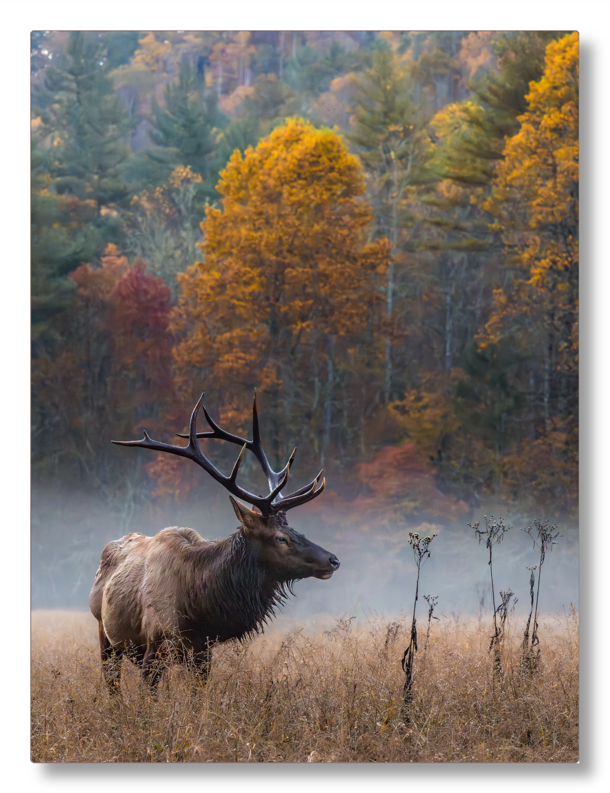 Elk in the Valley