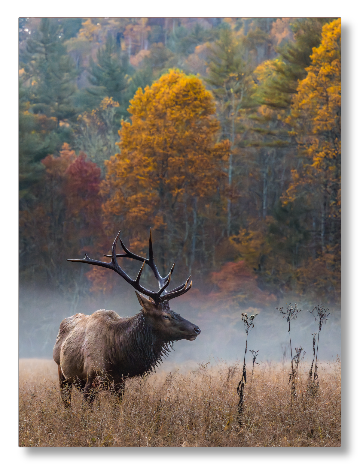 Elk in the Valley