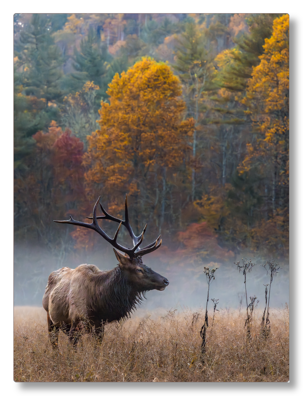 Elk in the Valley