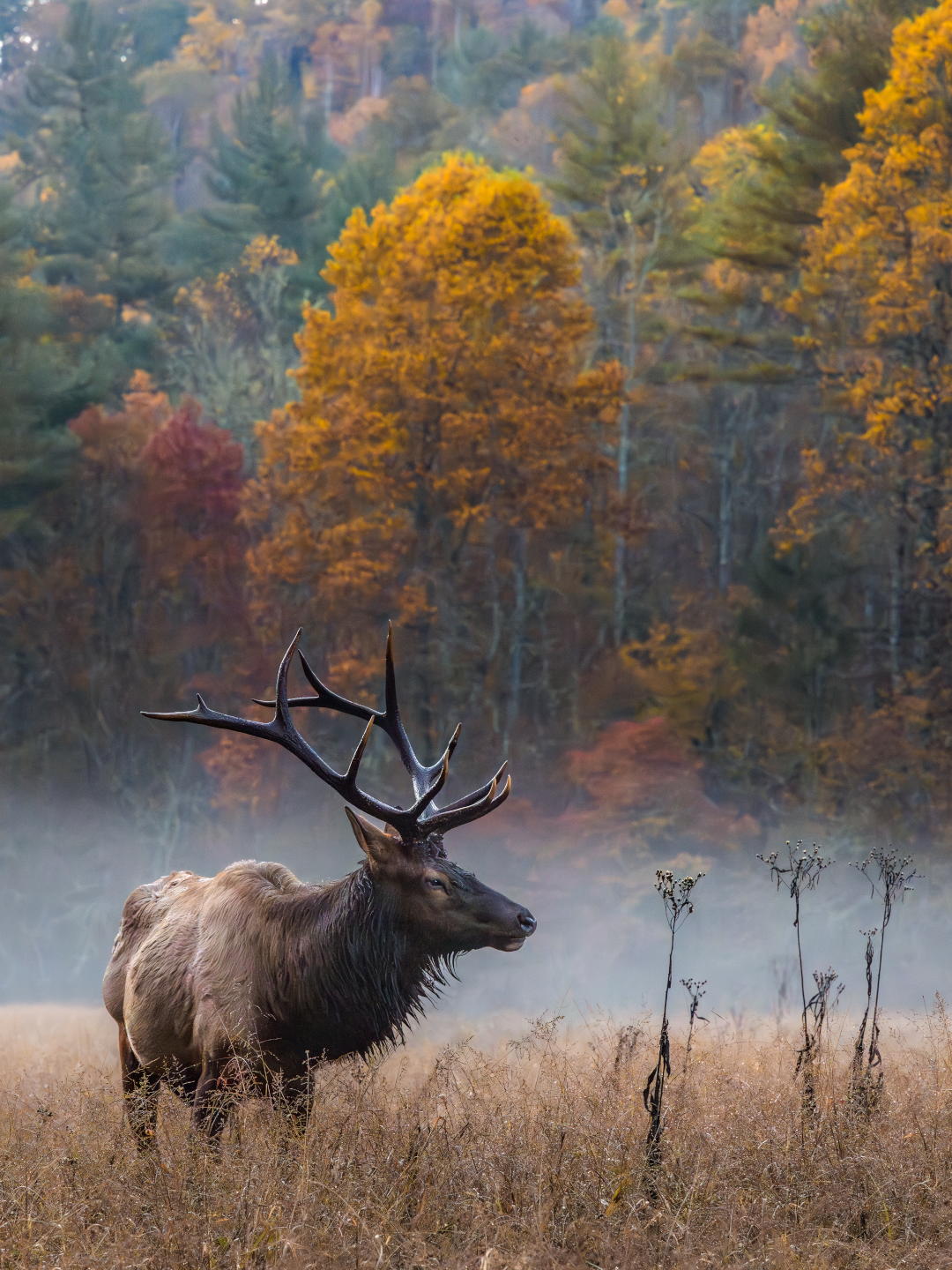 Elk in the Valley