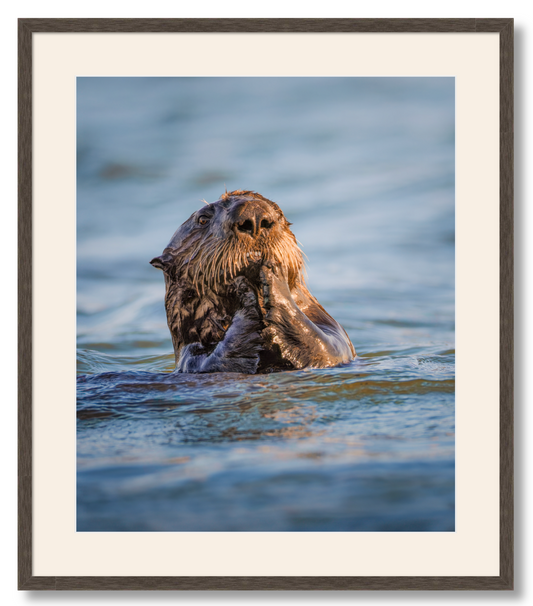 "Elkhorn Slough Sea Otter"