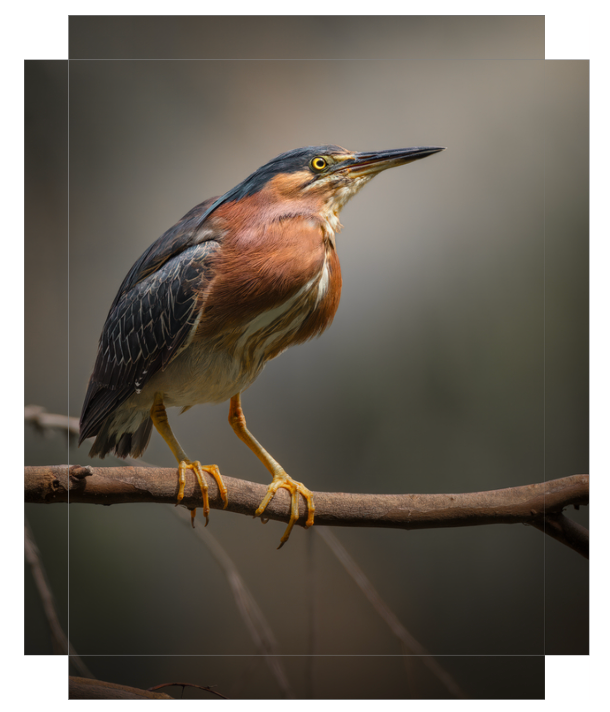 Green Heron Glamour Shot