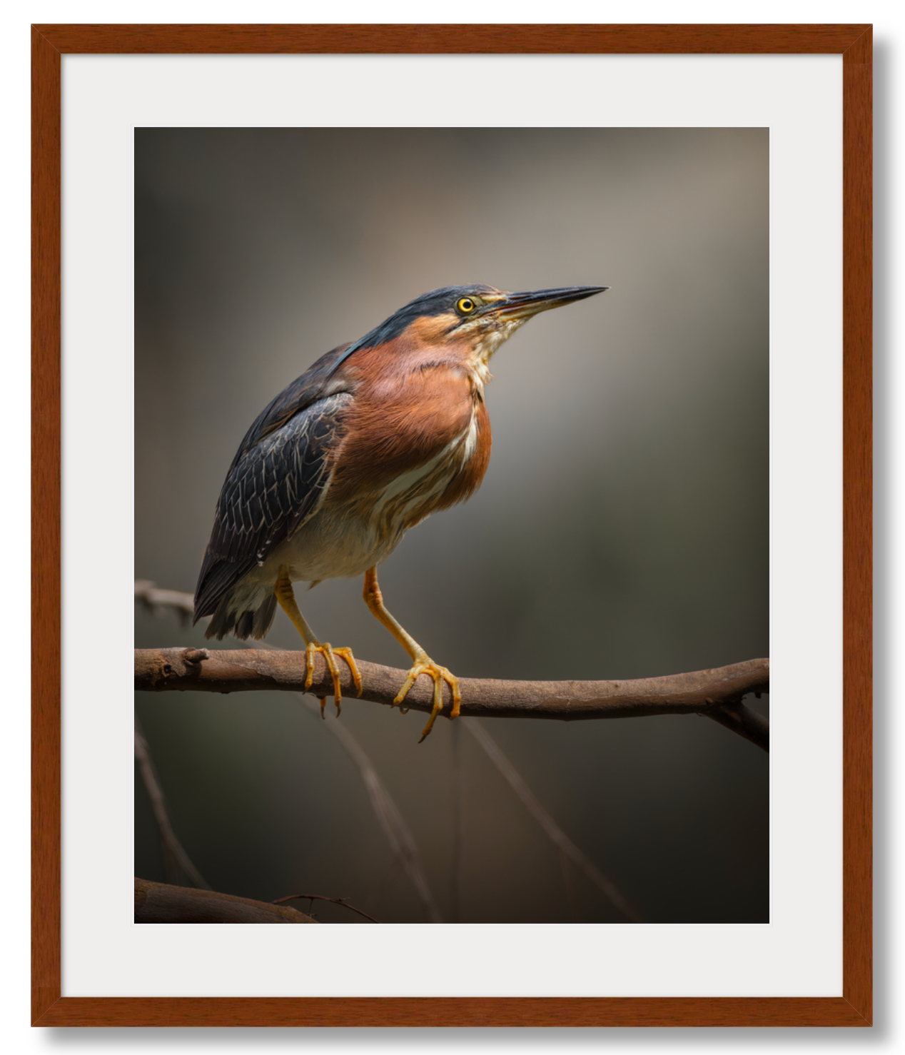 'Green Heron Glamour Shot'