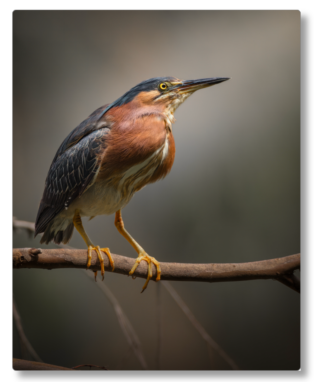 Green Heron Glamour Shot