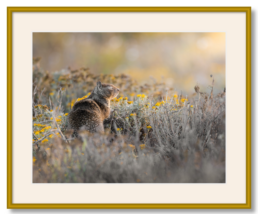 "Ground Squirrel"