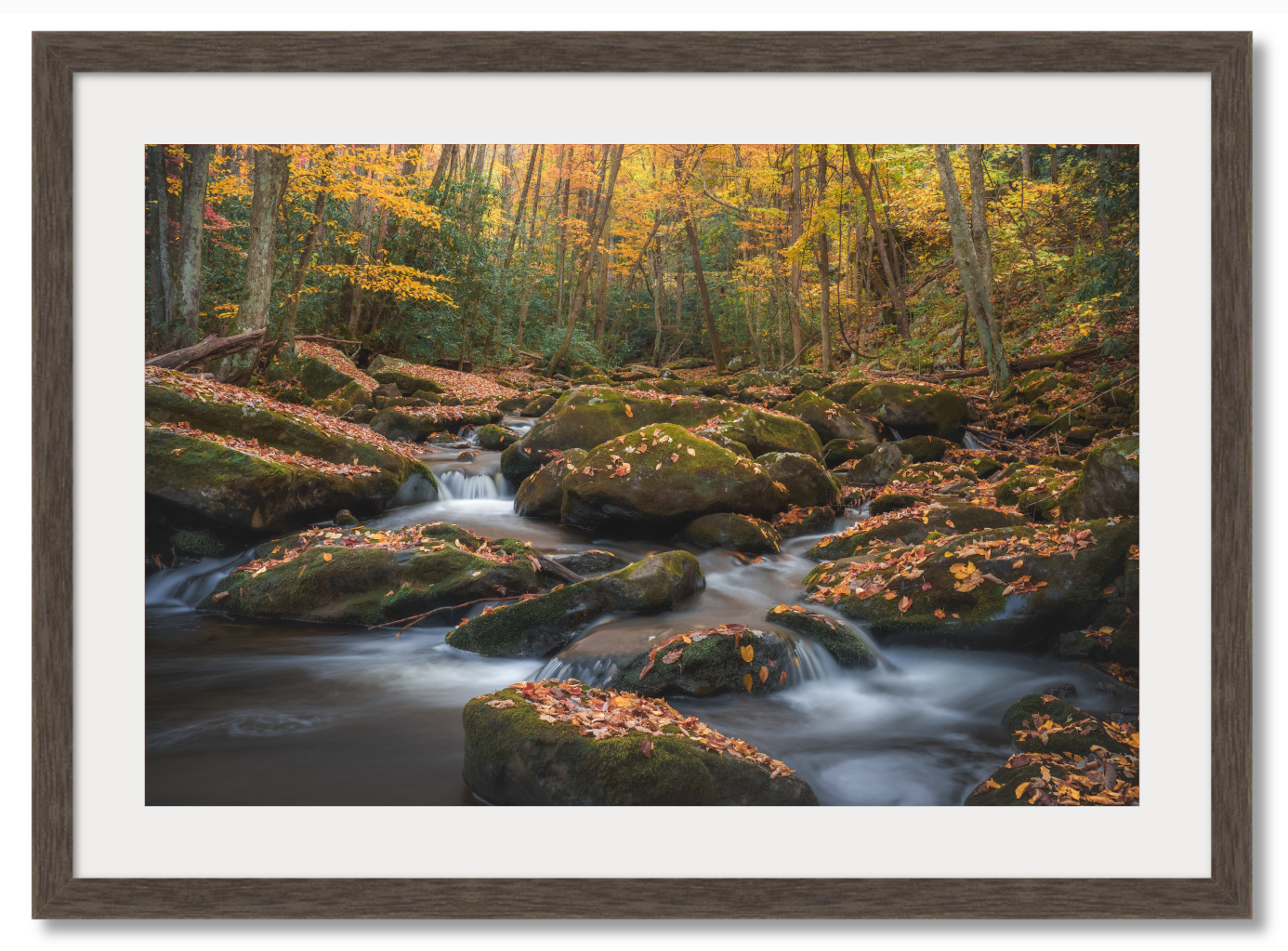 Autumn in the Smokies