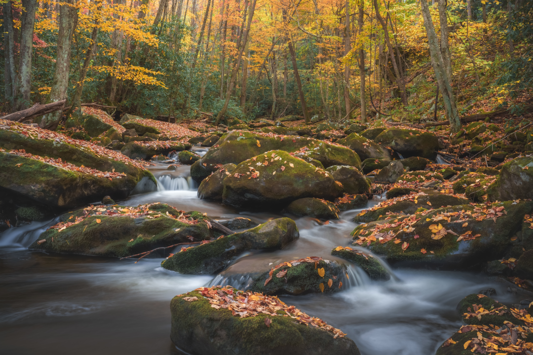 Autumn in the Smokies