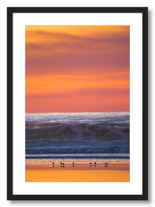 Shorebirds at Sunset