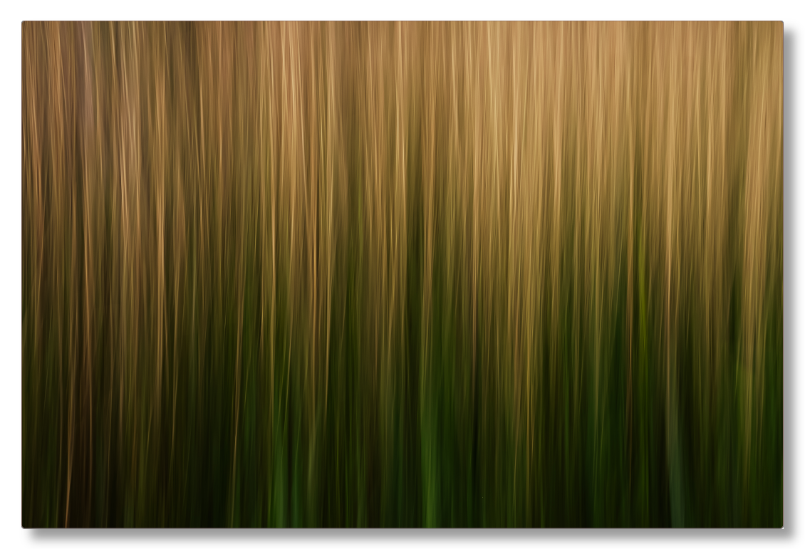 Streaks of Grass