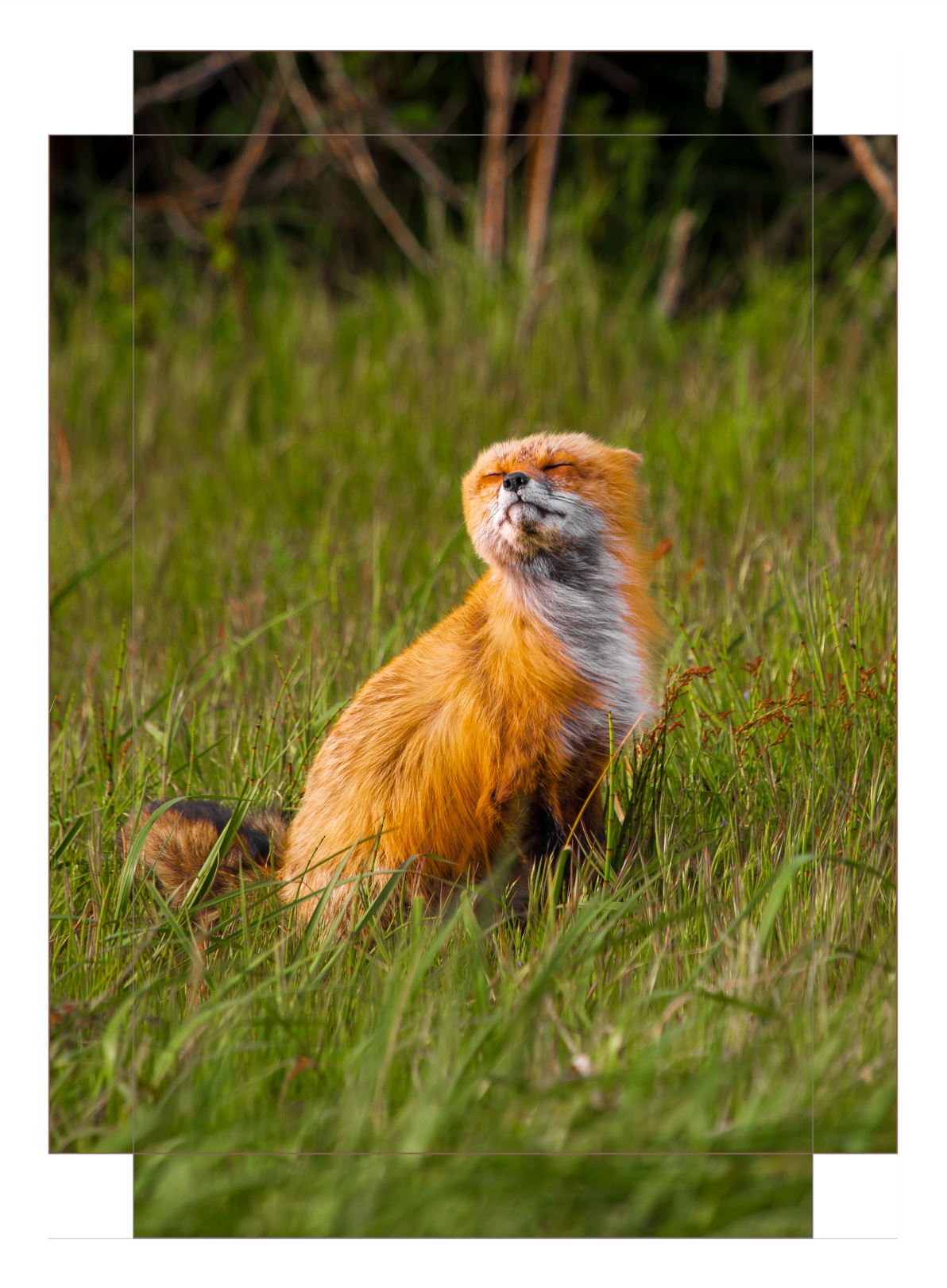 Windswept Fox