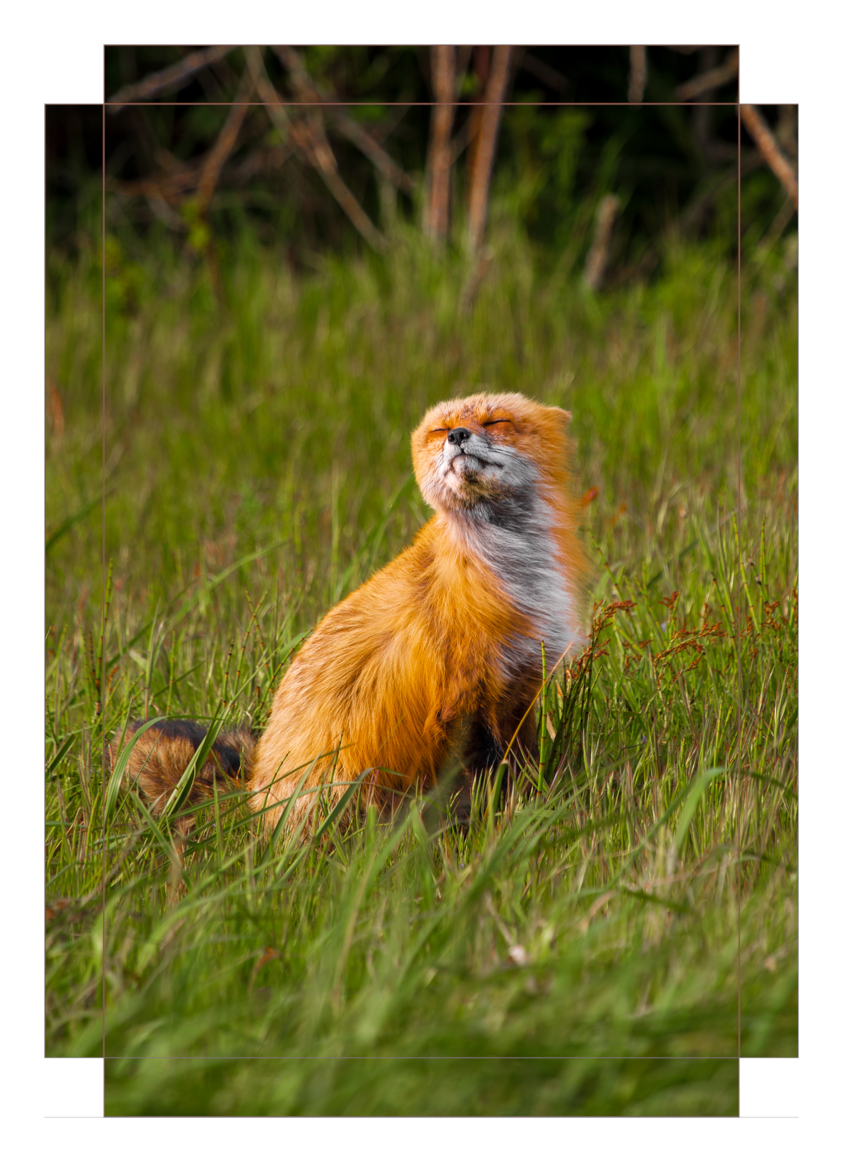 Windswept Fox