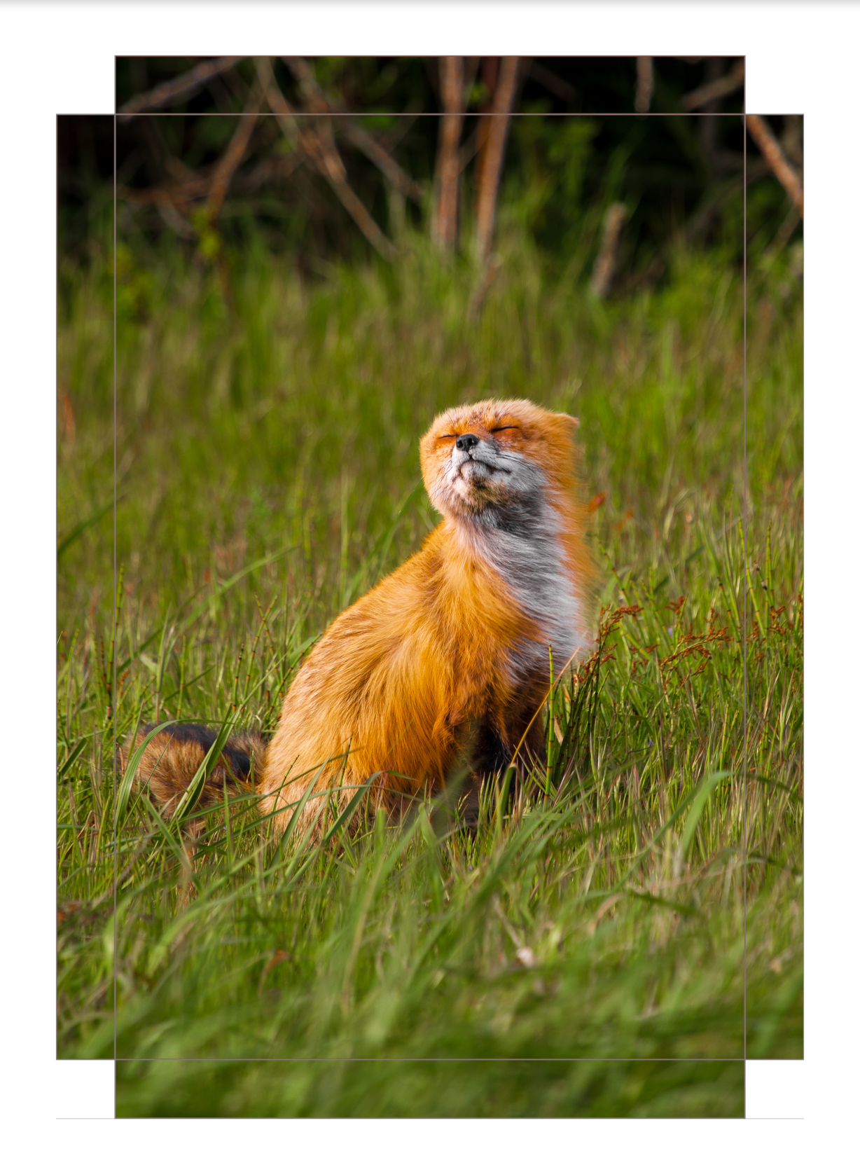 Windswept Fox