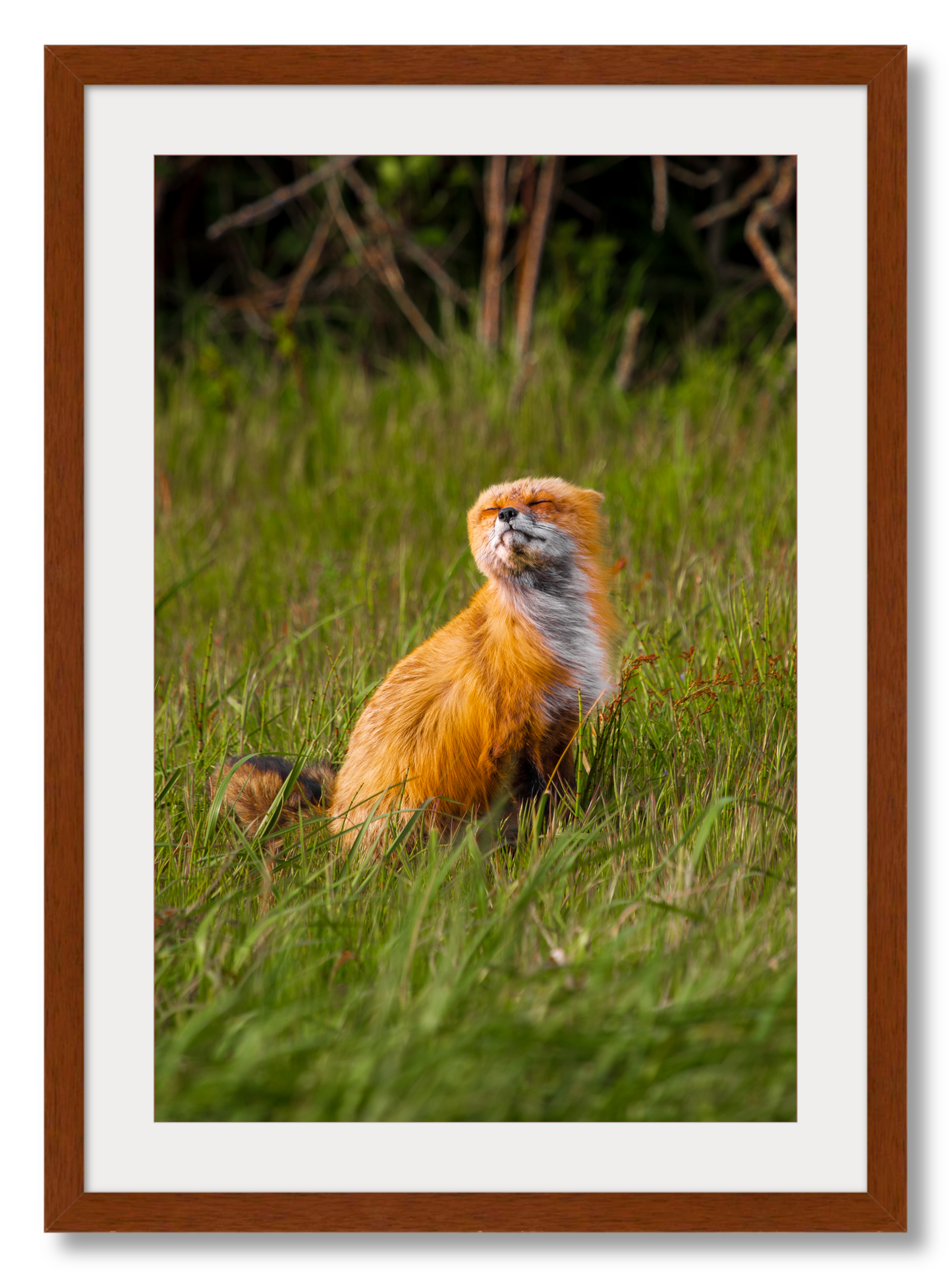 Windswept Fox