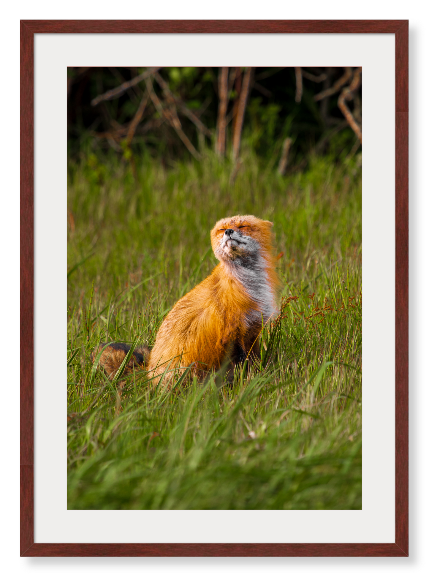 Windswept Fox