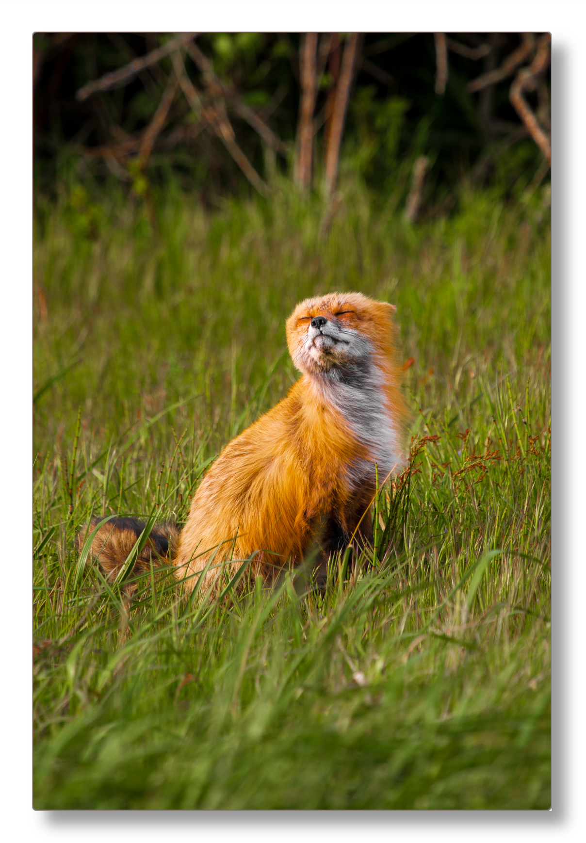 Windswept Fox