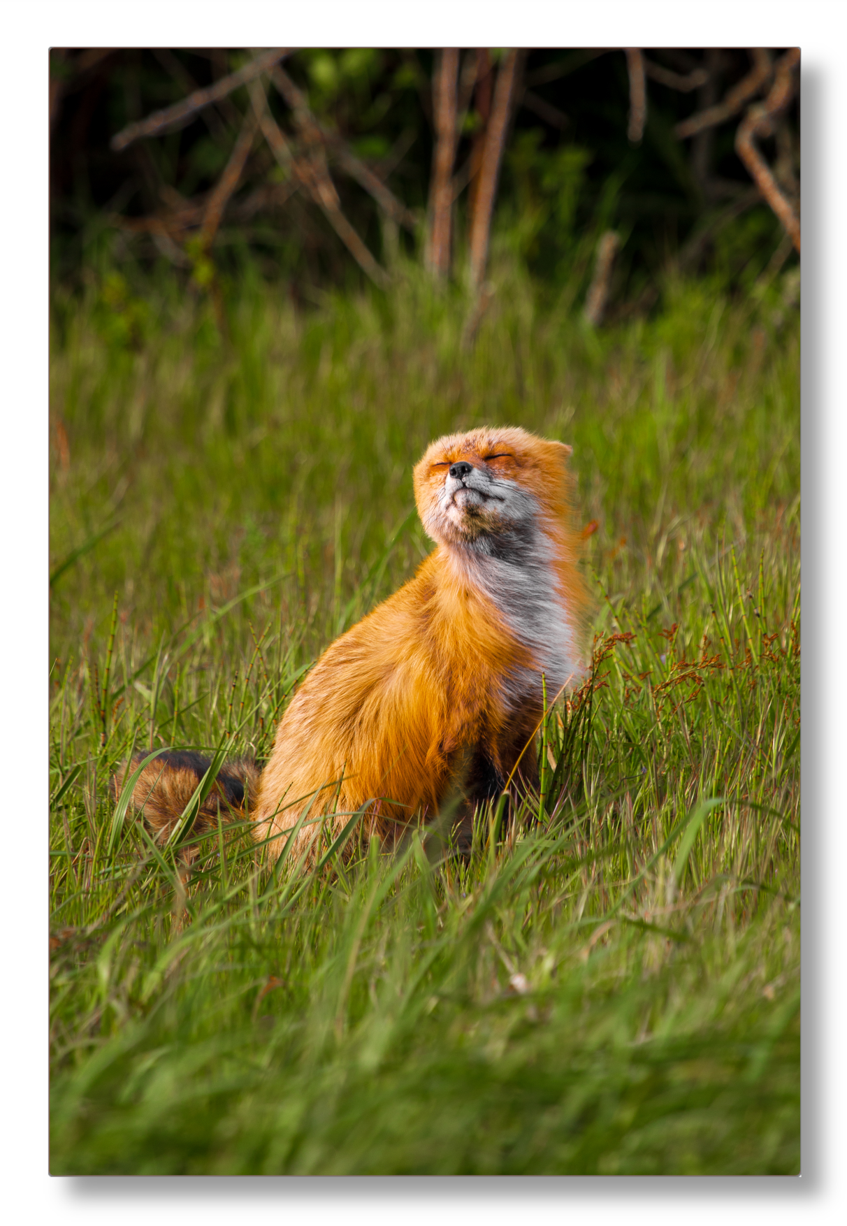 Windswept Fox