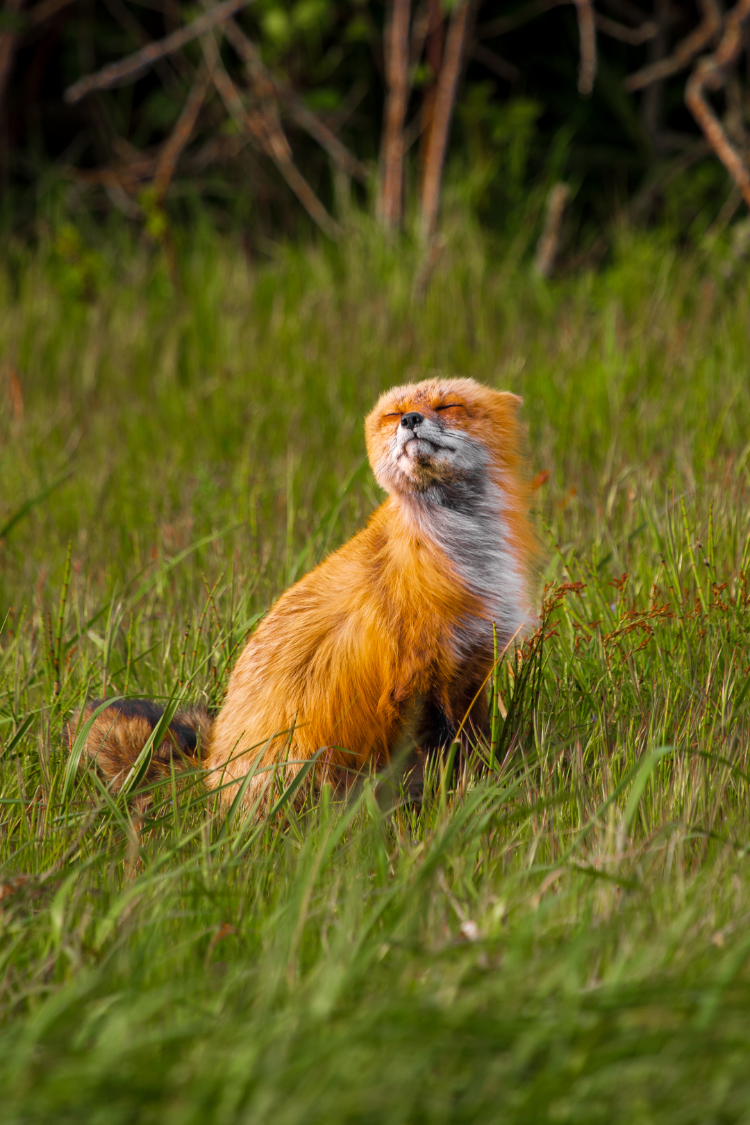 Windswept Fox