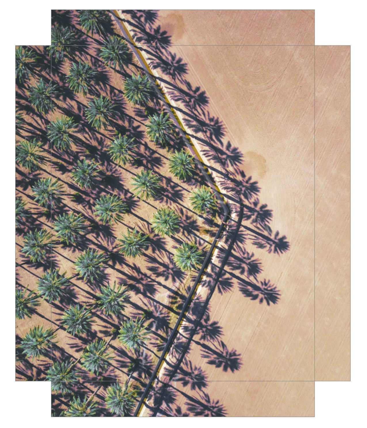 Date Palms