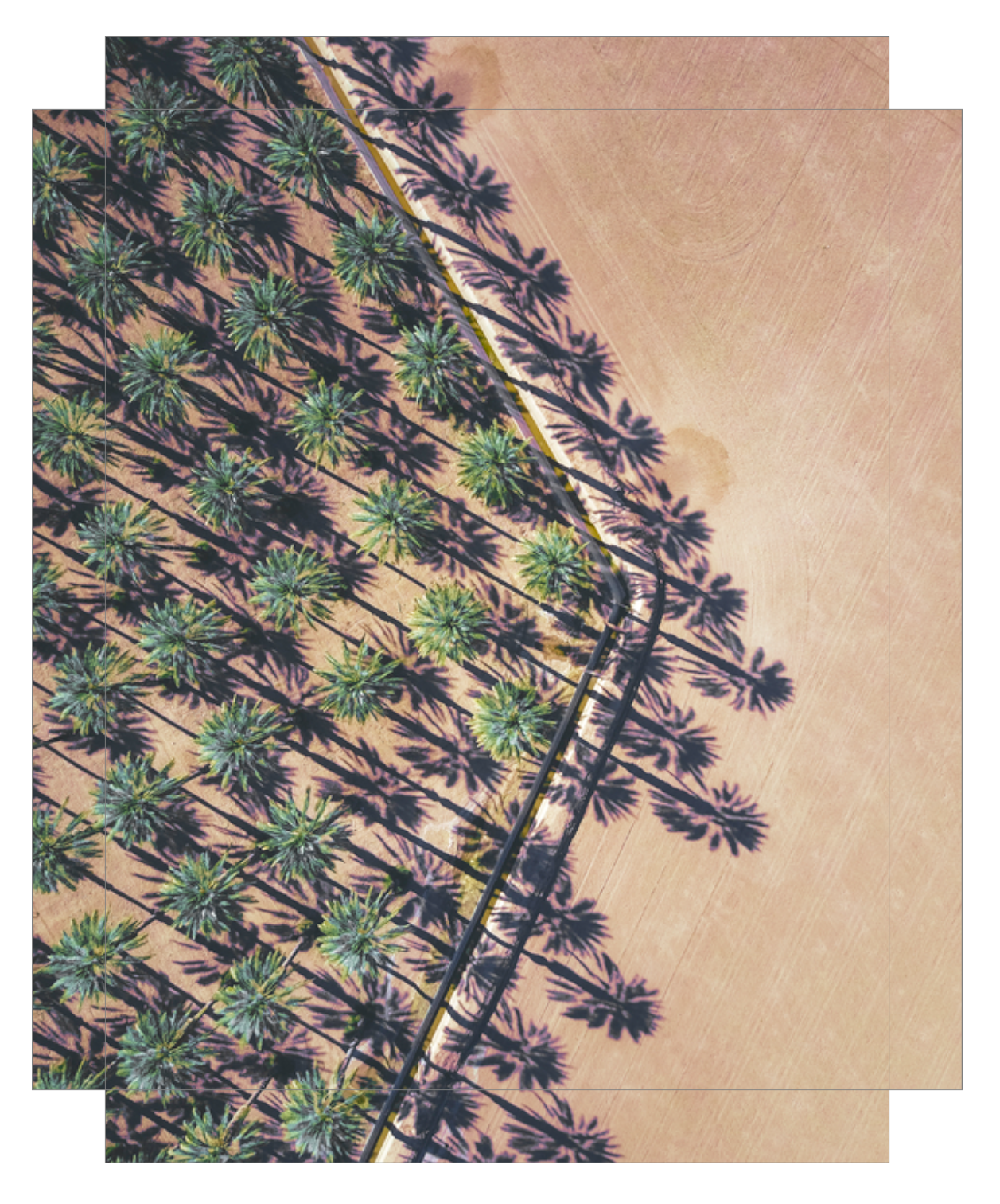 Date Palms