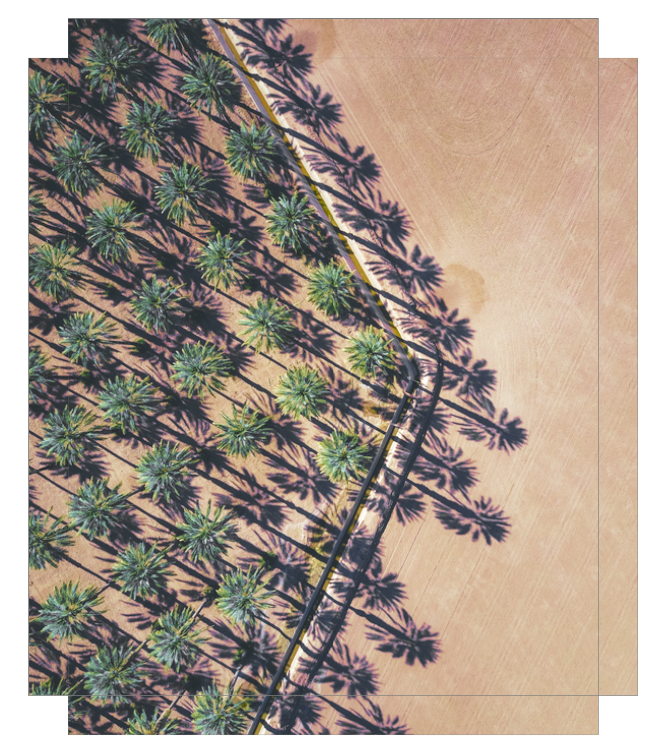 Date Palms