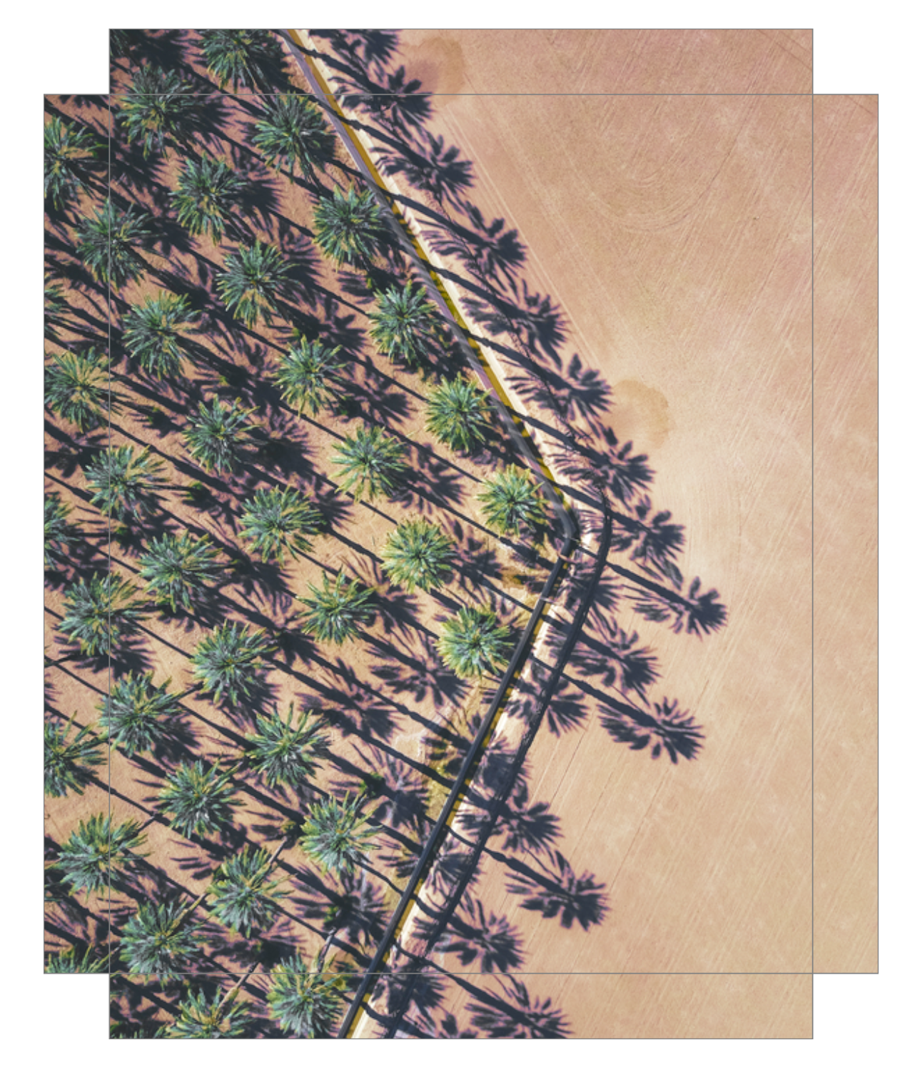 Date Palms