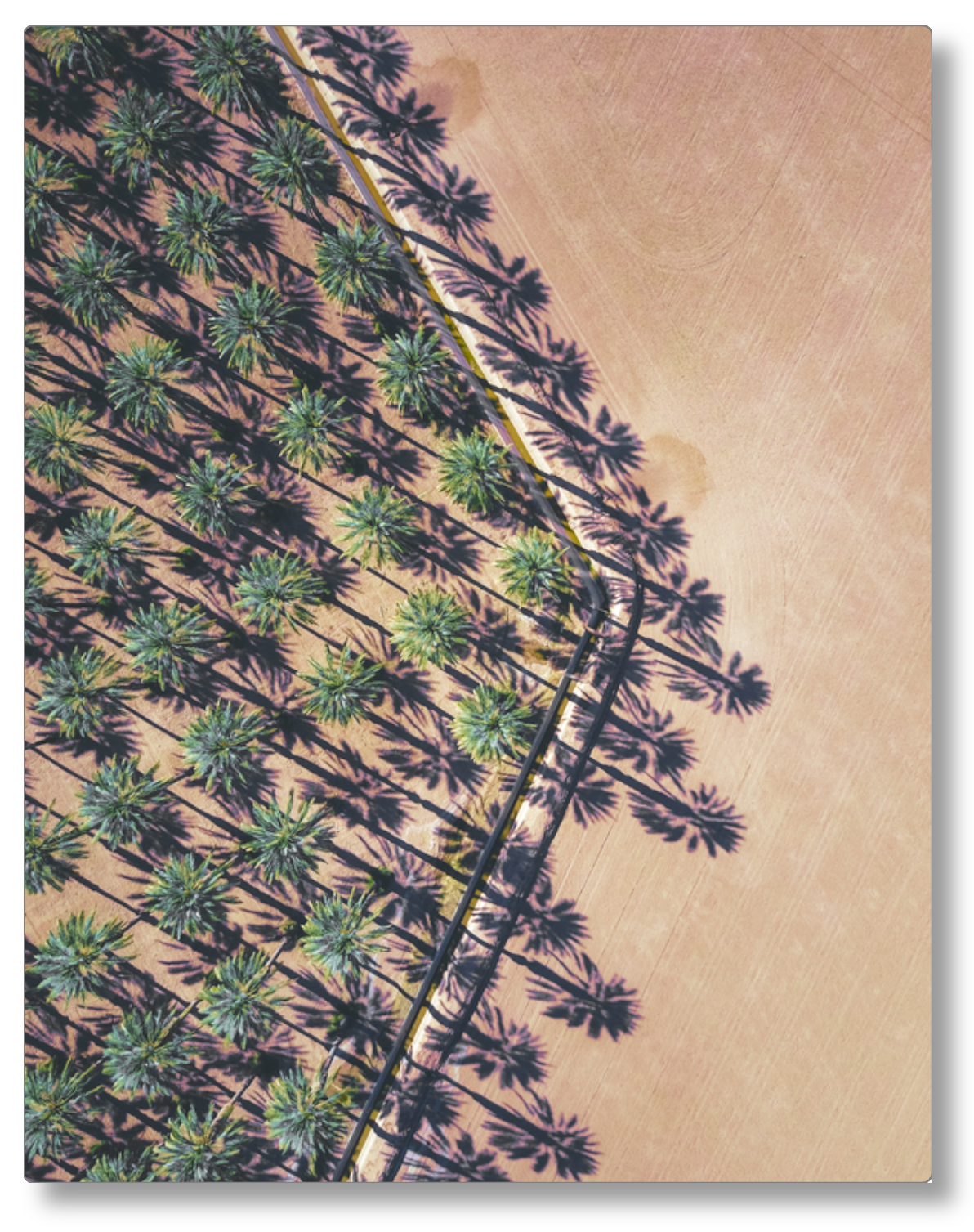 Date Palms