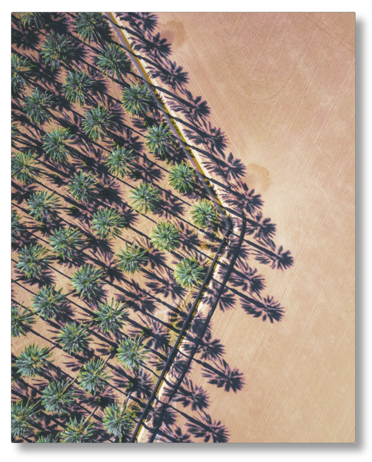 Date Palms