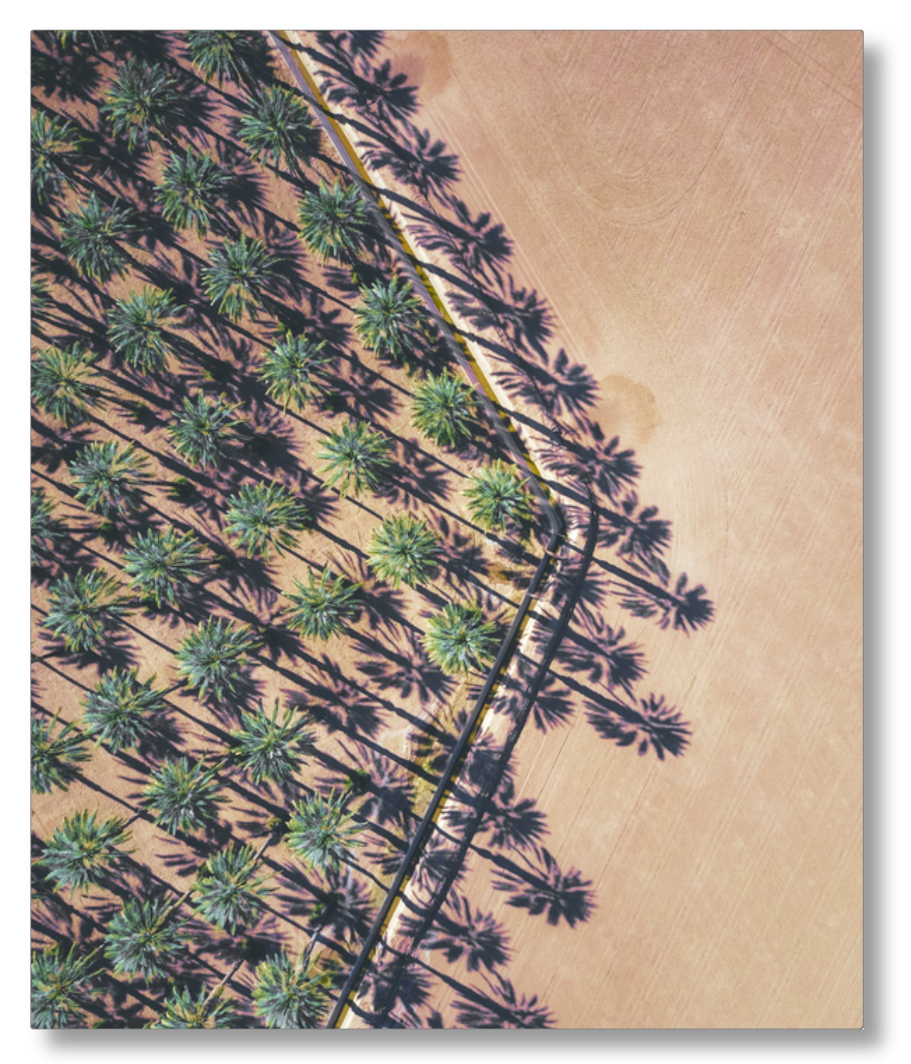 Date Palms