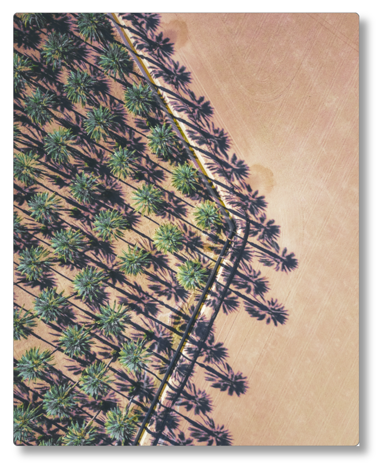 Date Palms