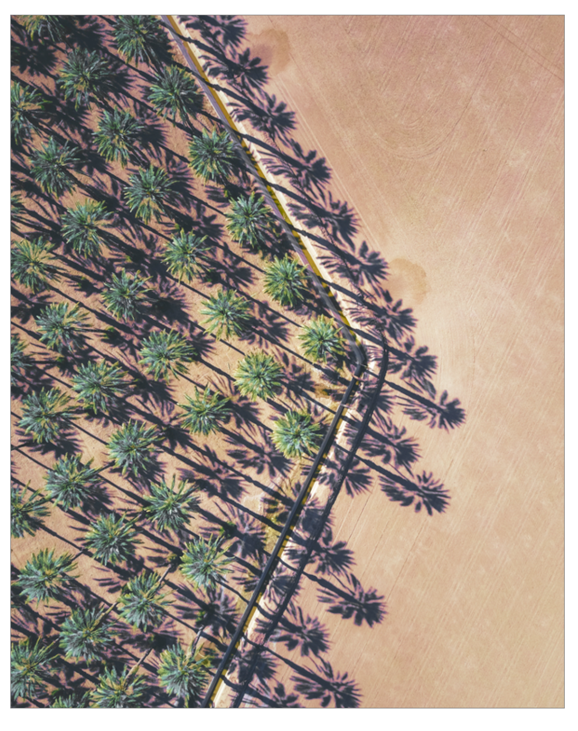 Date Palms