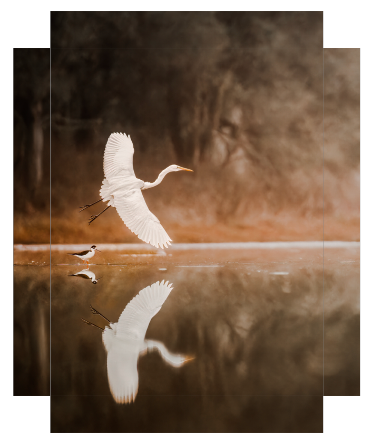 "Egret in Flight"