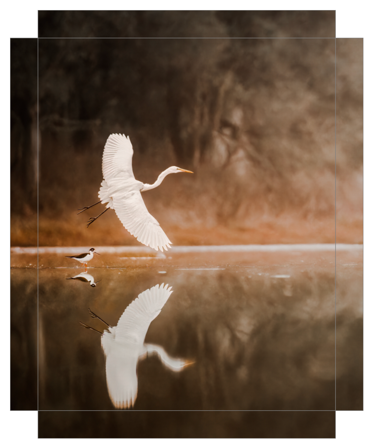 "Egret in Flight"