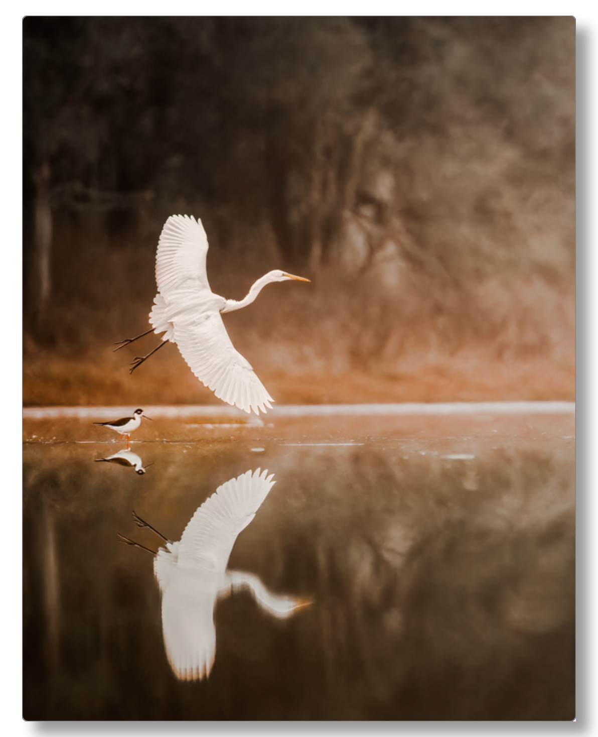 "Egret in Flight"