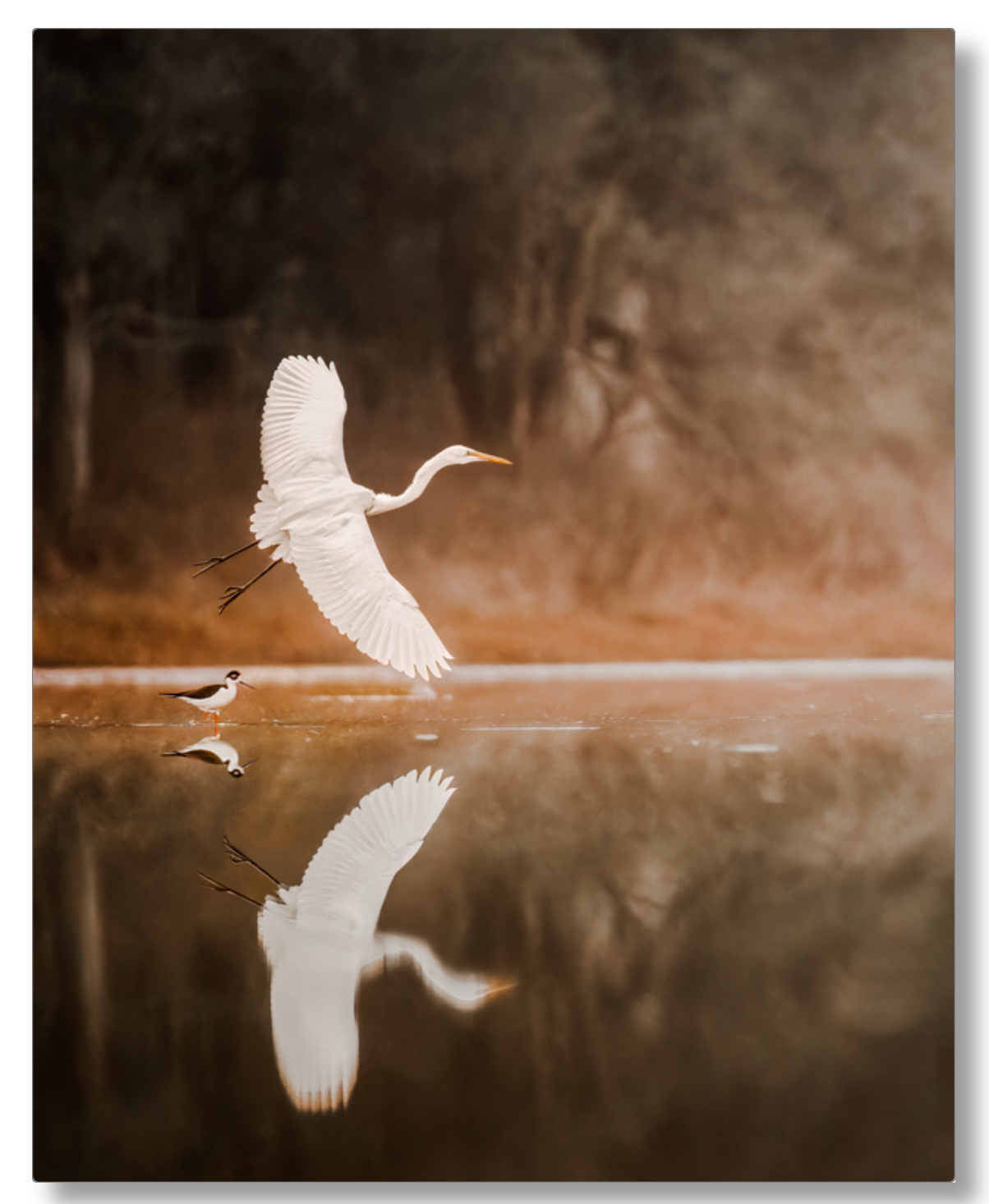 "Egret in Flight"