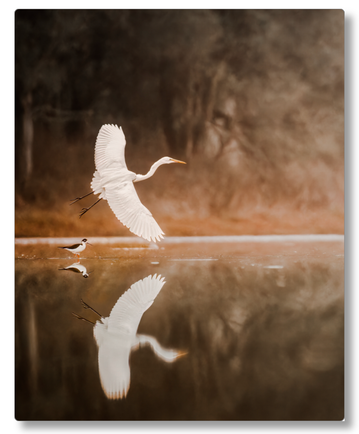 "Egret in Flight"