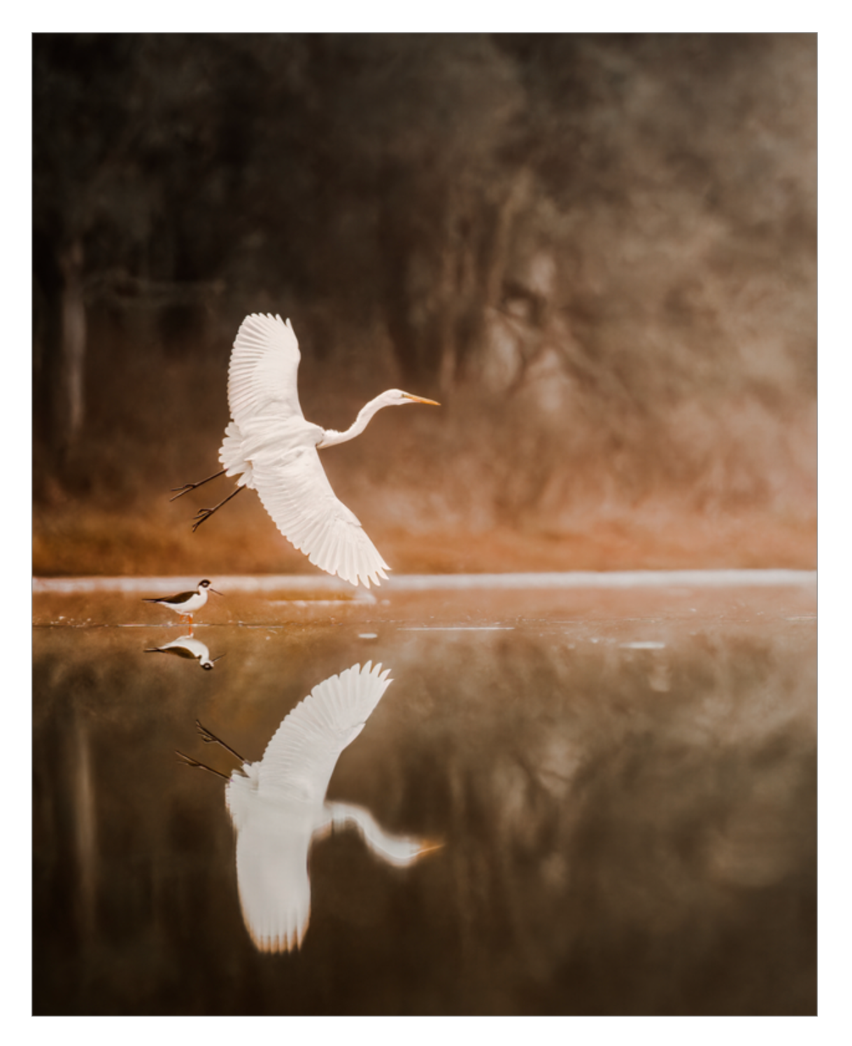 "Egret in Flight"