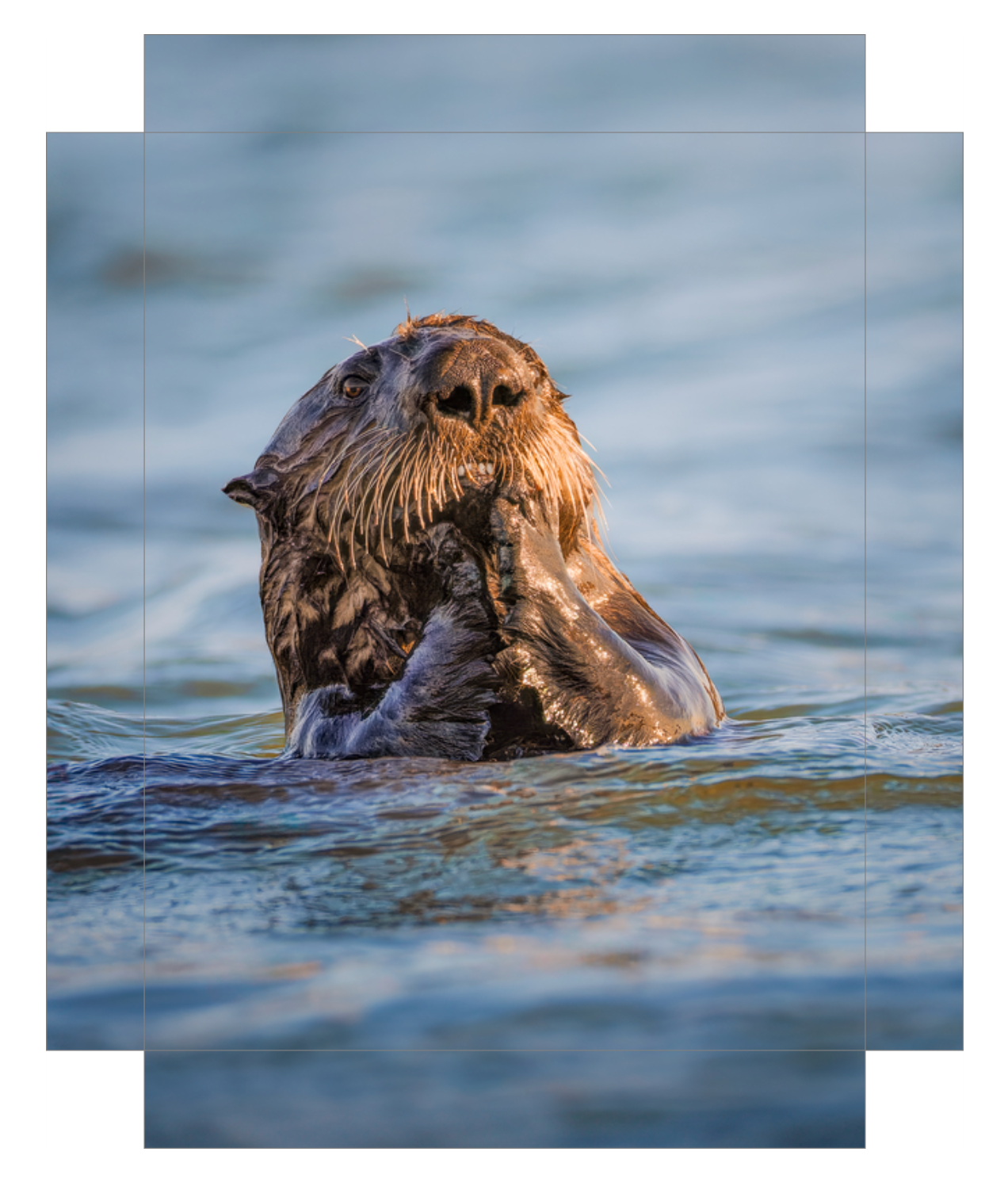 "Elkhorn Slough Sea Otter"