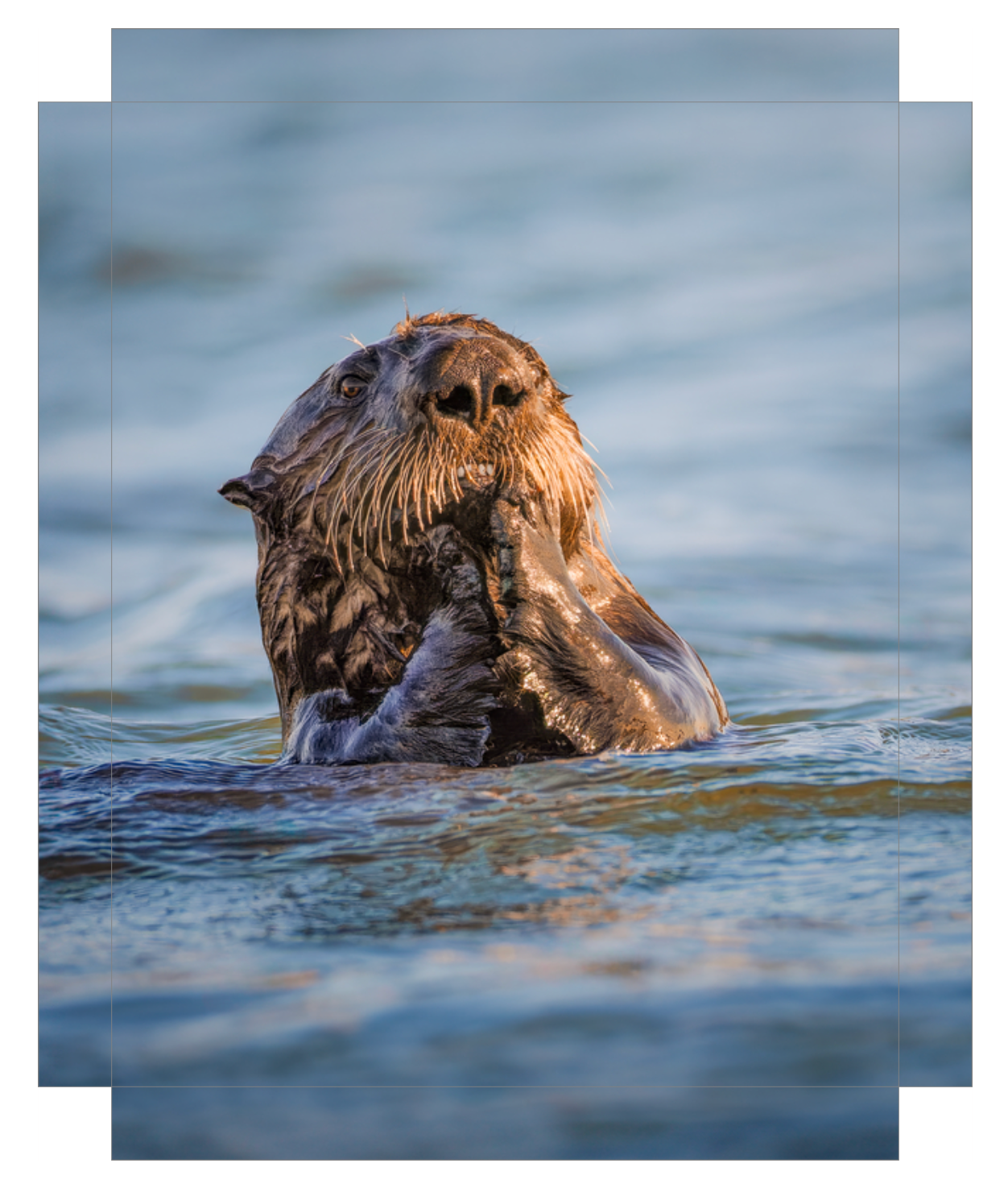 "Elkhorn Slough Sea Otter"