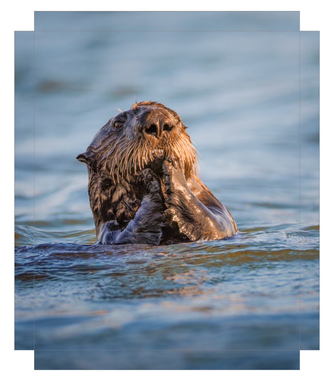 "Elkhorn Slough Sea Otter"