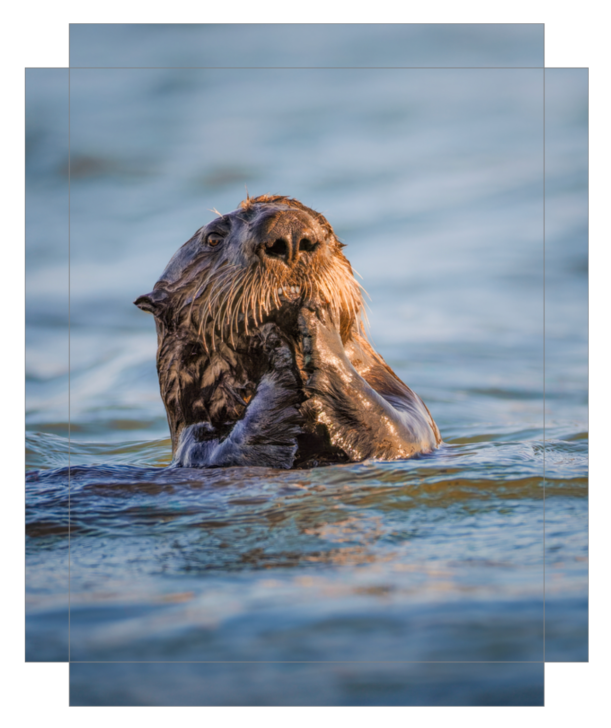 "Elkhorn Slough Sea Otter"