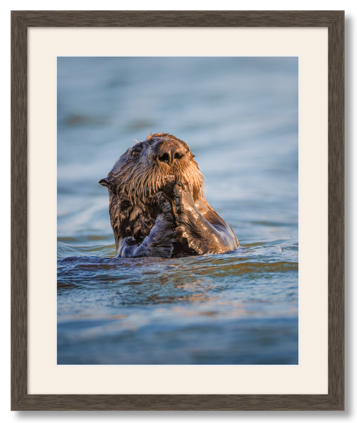 "Elkhorn Slough Sea Otter"