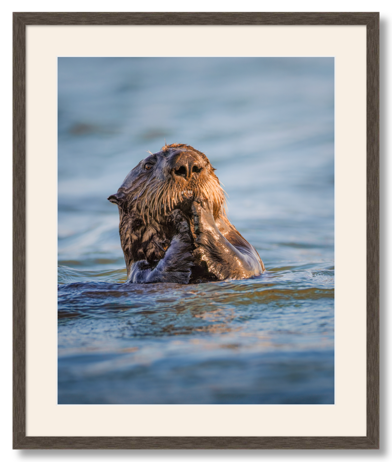 "Elkhorn Slough Sea Otter"