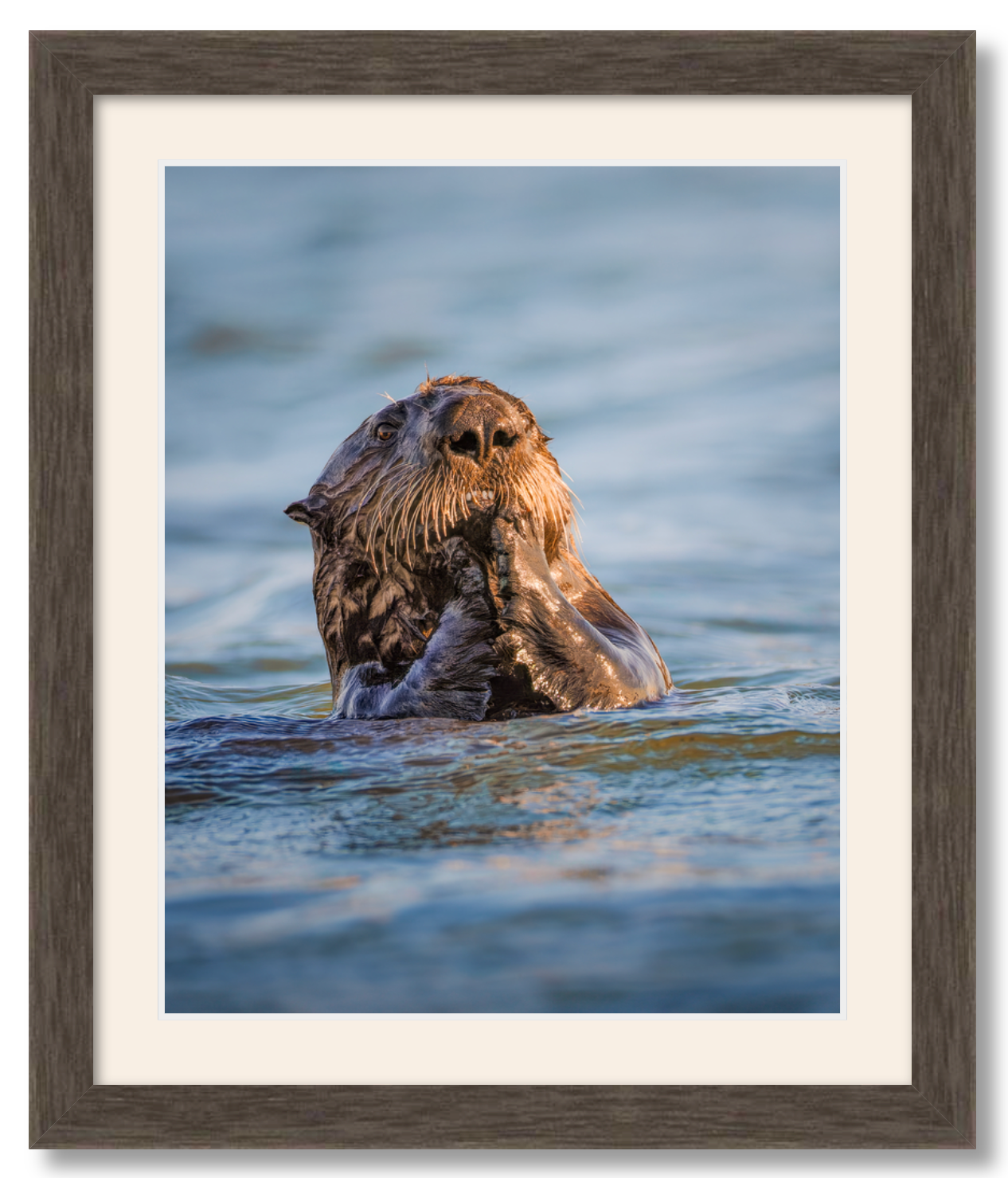 "Elkhorn Slough Sea Otter"